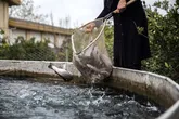 ۸۰۰۰ تن آبزی در آذربایجان غربی تولید شد