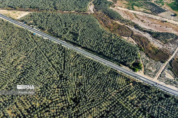 نخلستان&zwnj; &laquo;آبپخش&raquo; در بوشهر طولانی&zwnj;ترین جاده نخلستانی در جنوب کشور