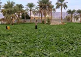 تخصیص120میلیارد تومان تسهیلات به واحد های تولیدی غیر فعال بخش کشاورزی