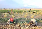 پیش بینی برداشت 306 هزار و 600 تن محصول پیاز در هرمزگان