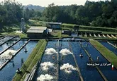 تولید حدود ۱۵۰ میلیون تخم ماهی قزل‌آلا در لرستان