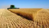 خرید تضمینی یک میلیون و 352 هزار تن گندم در خوزستان