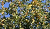 گونه بومی «کٌنار» درهرمزگان اقتصادی می شود