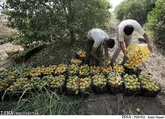 رغبتي به برداشت پرتقال جنوب نيست