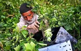 اشتغال البرز به سمت خدمات و کشاورزی است
