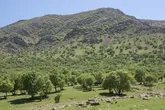 12.8 درصد از خاک کردستان را جنگل تشکیل می‌دهد