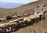 طرح کنترل ورود دام عشایر به مراتع حاجی آباد آغاز می شود