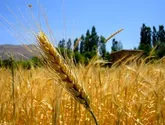 کشت مكانيزه۸درصد مزارع آبي گندم و جو در لرستان