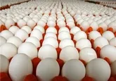 پیش‌بینی‌ افزایش جوجه‌ریزی در خراسان رضوی طی یک ماه آینده