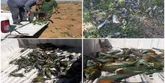 برخورد با عاملین مرگ ده‌ها قطعە پرندە زنبورخوار در اشنویە