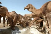 چرخه تولید گوشت ارزان قیمت در شرق کشور تکمیل شد