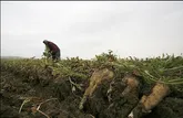 افزایش 18 درصدی کشت چغندر در خوزستان