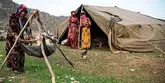 توزیع بیش از ۲۰ هزار تن انواع نهاده‌ دامى در بین عشایر آذربایجان‌ غربی