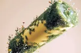 باتری جدید دانشمندان چینی با باکتری کار می‌کند
