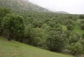 نگذاریم سر بلوط ها به خاک برسد