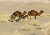 ورود هرمزگان به صنعت تولید شیر شتر با کمک آلمانی‌ها