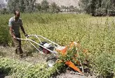 آغاز برداشت کنجد در هرمزگان