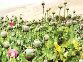 گسترش کشت غیرقانونی خشخاش در کشور