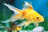 ماهی‌ها با باله‌هایشان فقط شنا نمی‌کنند