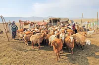 عشایر گیلان، پیشرو در اقتصاد مقاومتی 