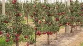 برداشت ۱۹۰ هزار تن سیب تابستانه از باغات آذربایجان غربی
