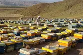 85 درصد عسل تولید شده استان در بازارهای داخلی و خارجی عرضه می‌شود