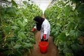 ۱۰۰هکتار فضای گلخانه‌‌ای سمنان مستعد تولید محصولات باغی خارج از فصل