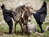 کوچ پائیزه عشایر استان