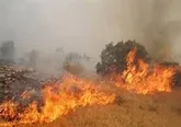 اتش سوزی در ارتفاعات دشتی بوشهر