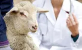 کارکنان دامپزشکی جهادگران گمنام عرصه سلامت جامعه هستند