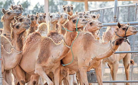 قطب شترداری ایران در مسیر توسعه