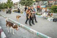 ۳ میلیون سگ ولگرد و ۴۴۵ هزار حیوان گزیدگی خسارت دخالت در حیات وحش
