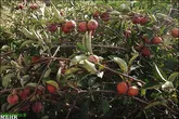 باغ سیب مهرشهر احیا می شود