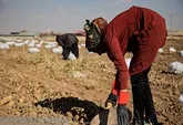 کشاورزان بسطامی امسال 21 هزار تن سیب‌زمینی برداشت می‌کنند