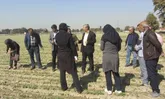 برگزاری دوره آموزشی اصول زراعی کلزا در اسلامشهر