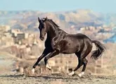 احیا صنعت اسب اصیل ترکمن خراسان شمالی