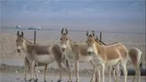 سایت علمی جدید پرورش گورخر در گرمسار ایجاد می‌شود