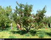 تکمیل و راه اندازی پروژه دهکده سیب