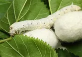 اجرایی شدن طرح نوغان داری در هرمزگان