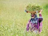 امنیت غذایی زیر دست مادران و دختران روستایی و عشایری 