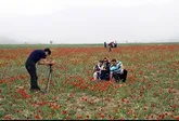 دهمین جشنواره سفر به دشت شقايق كالپوش برگزار می‌شود