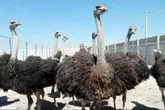 تایباد رتبه اول پرورش شترمرغ استان در خراسان رضوی