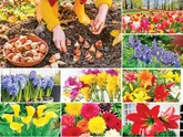 این گل‌ها را در پاییز بکارید و عیدتان را رنگی کنید