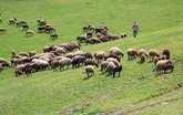 عملیات انتقال دام به استان کردستان صورت میگیرد