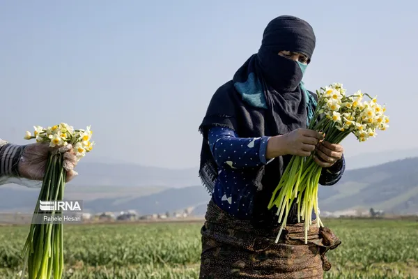 برداشت گل نرگس در استان گلستان