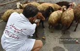 نظارت ۳۲ گروه بر نحوه ذبح دام عید قربان در لرستان