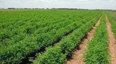تجهیز اراضی لرستان به سیستم های نوین آبیاری