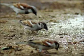 در فصل سرما حیوانات گرسنه را دریابیم
