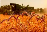 خرید تضمینی گندم در استان مرکزی آغاز شد