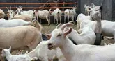 بز هرمزگانی- فرانسوی به بازار می آید